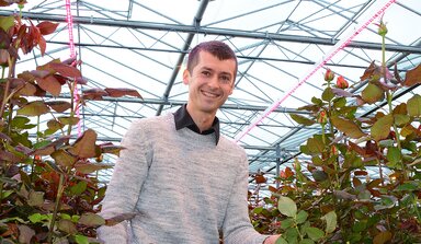 Rose grower with roses under a coated greenhouse with ReduFuse IR