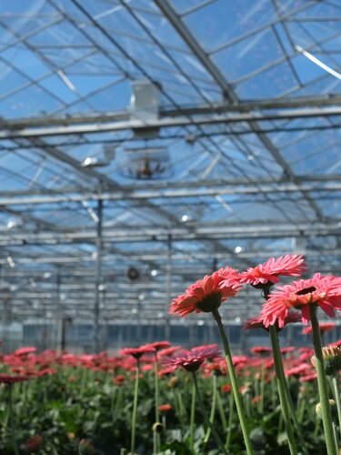 ReduSystems products create more light in the greenhouse